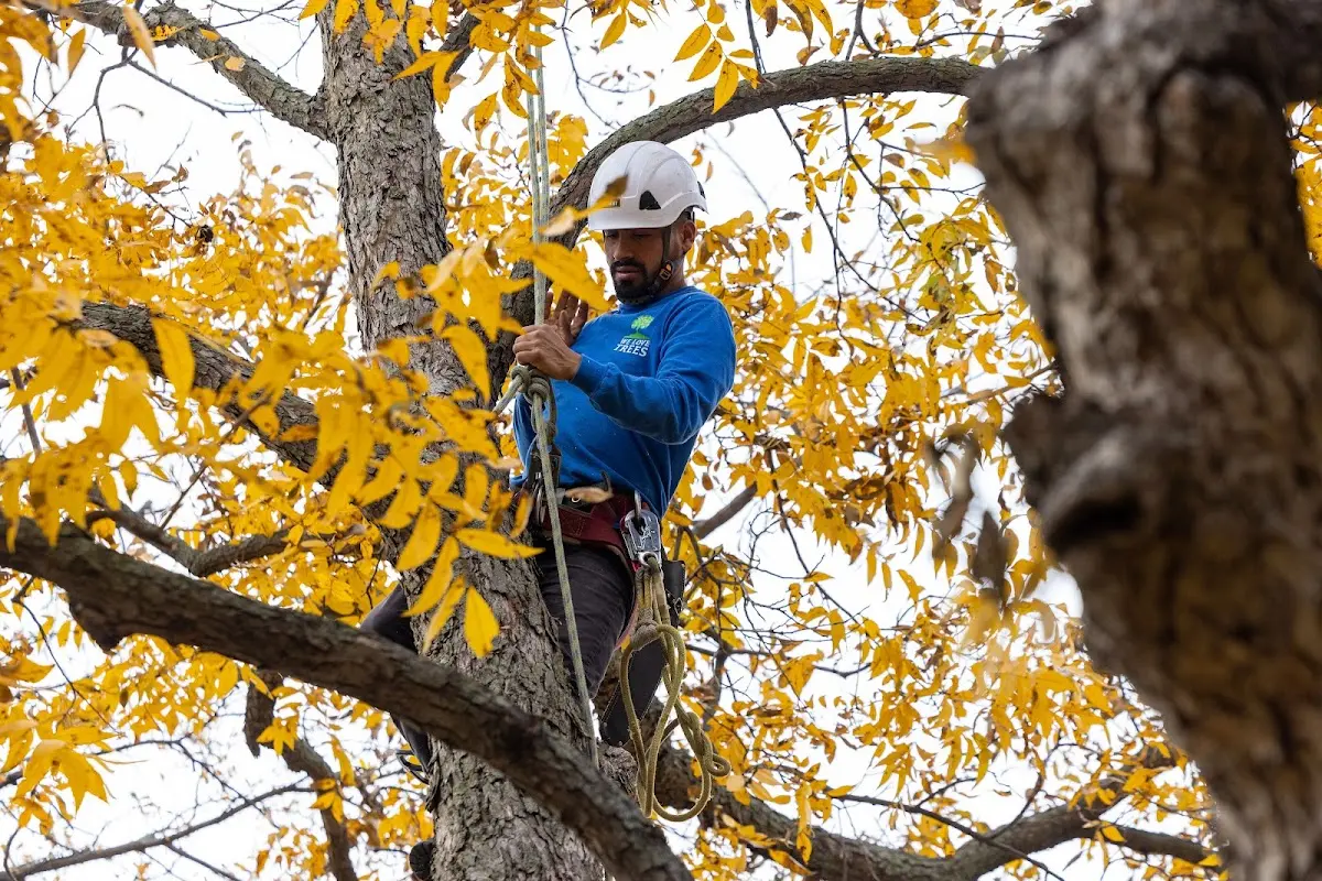 Skilled Tree Transplanting crew working in Linwood