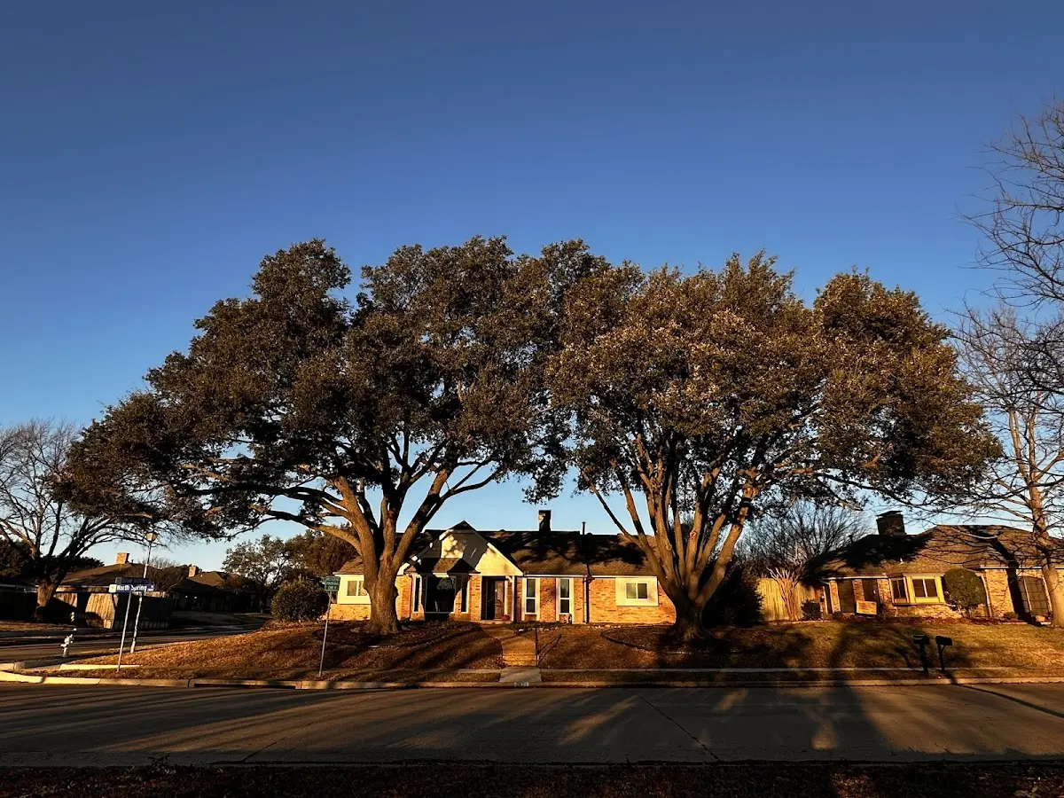 Established residential canopy tree shading a home in Linwood